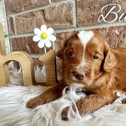 Goldendoodle Puppies from Halo Doodles