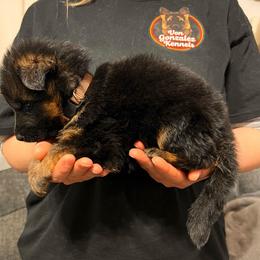 Bruce - Black and red male German Shepherd puppy in Quartz Hill, California from Von Gonzalez Kennel