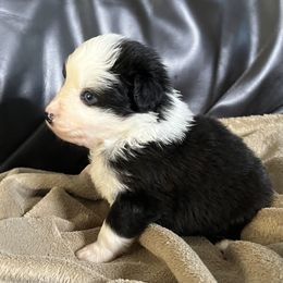 Johnny - Black Tri Male 1 - Black tri male Miniature Australian Shepherd puppy in Taunton, Massachusetts from Checkered Flag Champions Mini Aussies