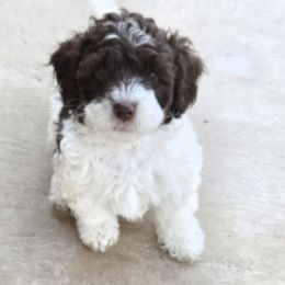 Rolls-Royce - Parti male Poodle puppy in Covington, Virginia from A  Gift from above kennel,  LLC