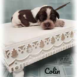 Colin - Sable and white male Cocker Spaniel puppy in Tecumseh, Oklahoma from Gambill's Cocker Spaniel Cuties