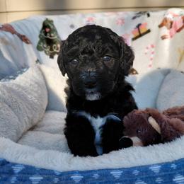 Goldendoodle Puppies from Southern Star Goldendoodles