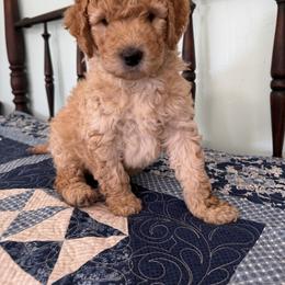 Willie Robertson - Apricot male Poodle puppy in Fairfield, North Carolina from Leaning T Ranch
