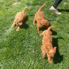 Irish Doodles from Maritza's Irish doodles