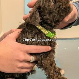 Miniature Schnauzers and Yorkshire Terriers from Tiny Tushy Lodge