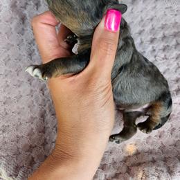 Porter - Merle male Cavapoo puppy in London, Kentucky from Blue Meadow Puppies