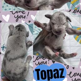 Topaz - Merle male Great Dane puppy in Wellsville, New York from Prophecy Danes