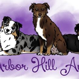 Miniature Australian Shepherds from Arbor Hill Aussies
