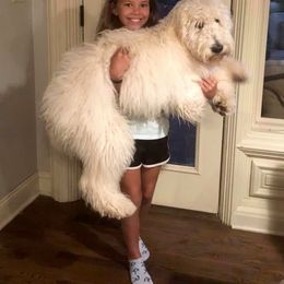 Bernedoodle and Goldendoodle Puppies from Dawg'on Doodles