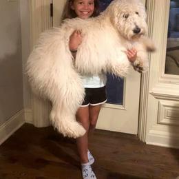 Bernedoodle and Goldendoodle Puppies from Dawg'on Doodles