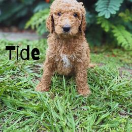Tide - Apricot male Goldendoodle puppy in Inez, Texas from Heavenly H Doodles