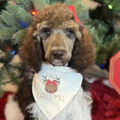 Aspen - Parti Poodle puppy in Riverside, California from Preston's Poodles N Doodles