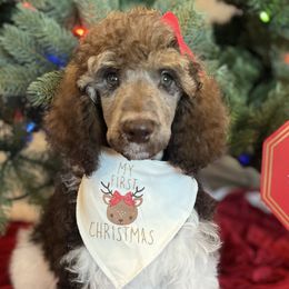 Aspen - Parti Poodle puppy in Riverside, California from Preston's Poodles N Doodles