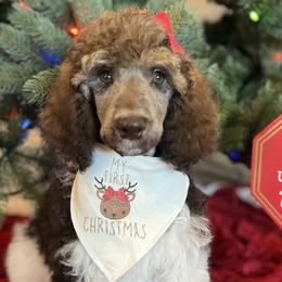 Aspen - Parti Poodle puppy in Riverside, California from Preston's Poodles N Doodles
