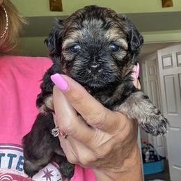 Cookie - Black gold and white male Shihpoo puppy in Millsap, Texas from Gaston’s Posh Poodles and Doodles