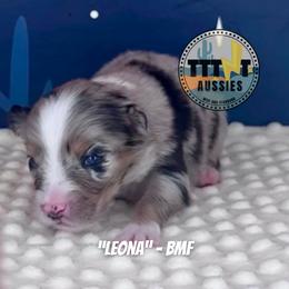 Leona - Blue merle female Australian Shepherd puppy in Tucson, Arizona from TTTNT Aussies