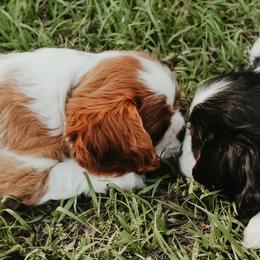 Cavalier King Charles Spaniel Puppies from Cavalier & Co.