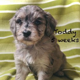 Toddy - Blue merle male Aussiedoodle puppy in Mulino, Oregon from Korbella Farm