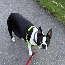 Sakari - Boston Terrier