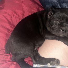 Cane Corso Puppies from Azelees House