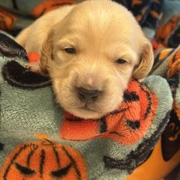 Roquefort - Cream male Dachshund puppy in Vancouver, Washington from Cascade Minis