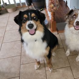 Titam - Australian Shepherd
