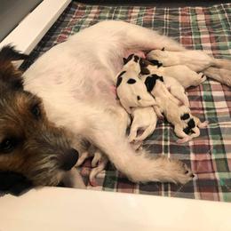 Jack Russell Terrier Puppies from Fleet Street Jack Russell Terriers