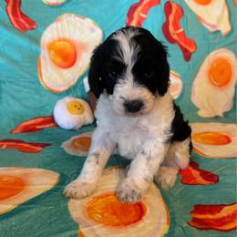 OJ - Black and white male Cavapoo puppy in Blanchard, Oklahoma from Curly Q Cavapoos