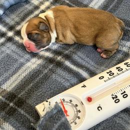 Blaze - Seal and white male Boston Terrier puppy in Nottingham, New Hampshire from Brenda Wilber’s Bostons