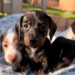 Girl 3 - Black and tan female Dachshund puppy in Hollidaysburg, Pennsylvania from Weenie Bros