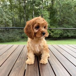 Colette - Apricot female Cavapoo puppy in Midland, North Carolina from Rocky River Cavapoos