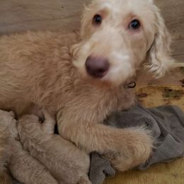 Brooke - Labradoodle
