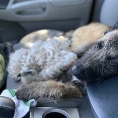 Belgian Laekenois Puppies from Chiens de Rafale