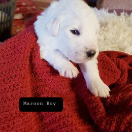 Maroon Boy - White male Great Pyrenees puppy in Yucaipa, California from Rusty Horse Ranch Great Pyrenees