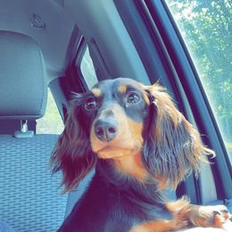 Dachshunds from Shannon Dachshunds