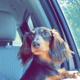Dachshunds from Shannon Dachshunds