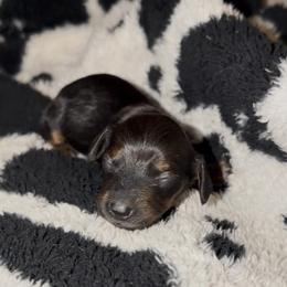 Purple - Black and tan female Dachshund puppy in Mountain Home, Arkansas from Southern Charm Kennels