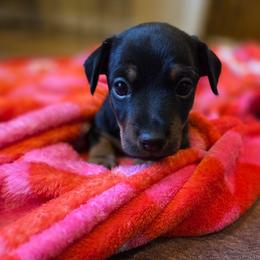 Elf - Black and tan male American Hunt Terrier puppy in Cave City, Arkansas from Bayou Valley Shepherds and American Hunt Terriers