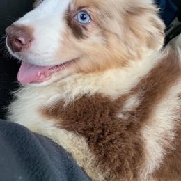 Australian Shepherd Puppies from Muddy Paw Aussies