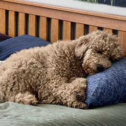 Poodles from Falling star poodles