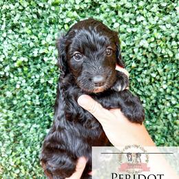 Peridot - Black and white female Aussiedoodle puppy in Corydon, Indiana from Ridgeline Doodles