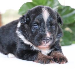 Franky - Black tri male Miniature Australian Shepherd puppy in Goliad, Texas from Sassy Lil Aussies and Diamond W Poodles