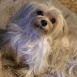 Biewer Terriers and Maltese from Dog Daze