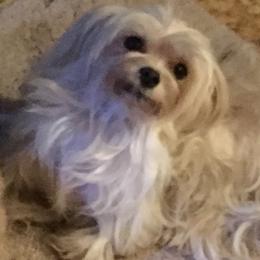 Biewer Terriers and Maltese from Dog Daze