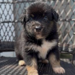 Bunny - Black tri-color female Australian Shepherd puppy in Windsor, New York from Double B Aussies