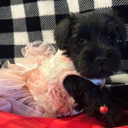 (Apple) Puppy 3 - Black female Miniature Schnauzer puppy in Granville, Ohio from Shull Mini Schnauzers