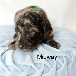 Midway - Merle male Goldendoodle puppy in Pasco, Washington from Camp Doodle Woods