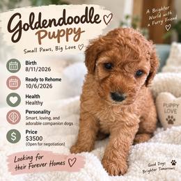 Shih Tzu puppies from Private Home
