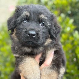 Tootsie - Black and tan female German Shepherd puppy in Warwick, Rhode Island from Karma Kennels