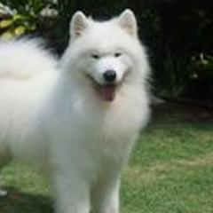 Samoyeds from Pacific Mist Samoyeds